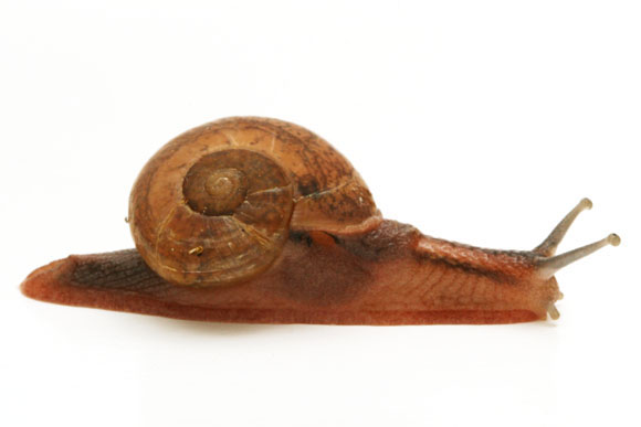Hemiplecta sp. India
